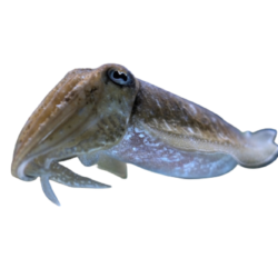 Squid Flavor - Squid (Concentrate)