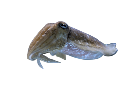 Squid Flavor - Squid (Concentrate)