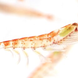 Krill Flavor - KRILL