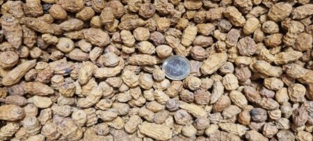 TIGERNUT XXL 12-35 mm